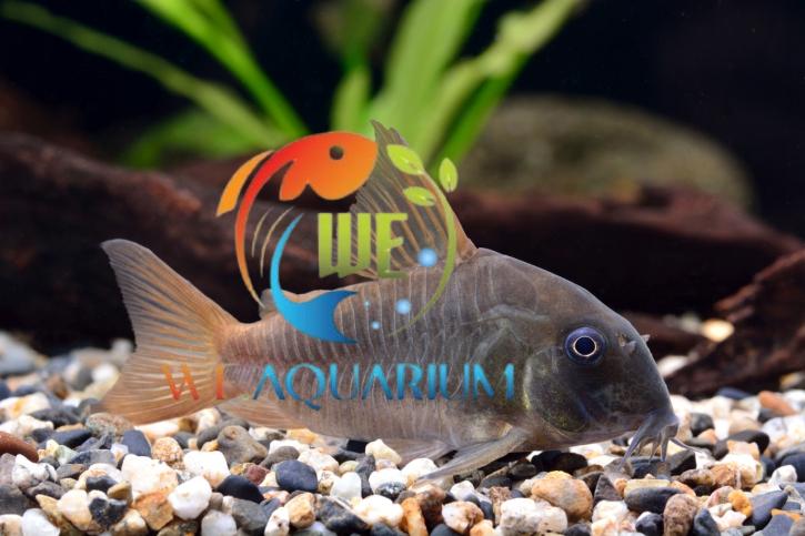 Corydoras-concolor-725×483 Corydoras-concolor-725×483